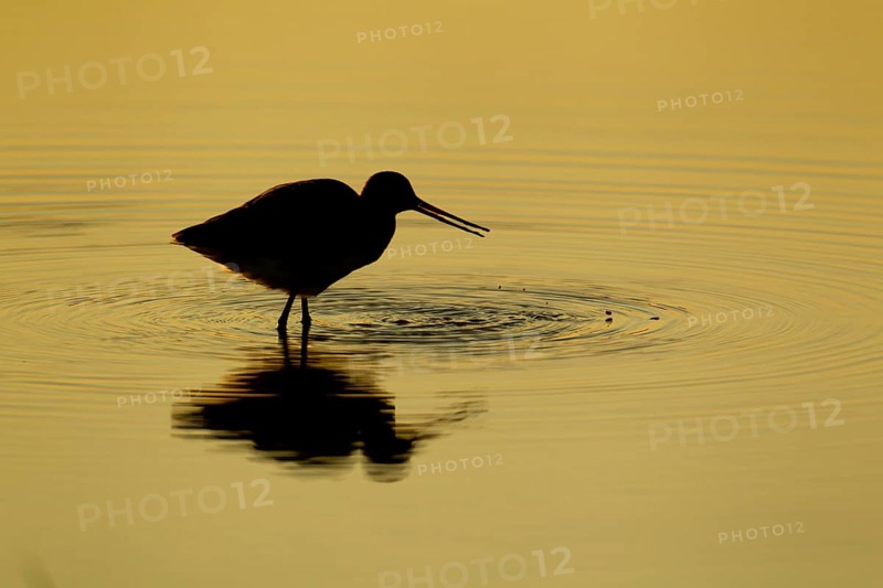 Black tailed godwit (Limosa limosa) adult wading bird feeding in a shallow lagoon silhouette at sunset, RSPB Minsmere nature reserve, Suffolk, England, United Kingdom