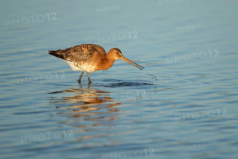 Black tailed godwit (Limosa limosa) adult male wading bird in summer plumage feeding in a shallow lagoon, RSPB Titchwell nature reserve, Norfolk, England, United Kingdom