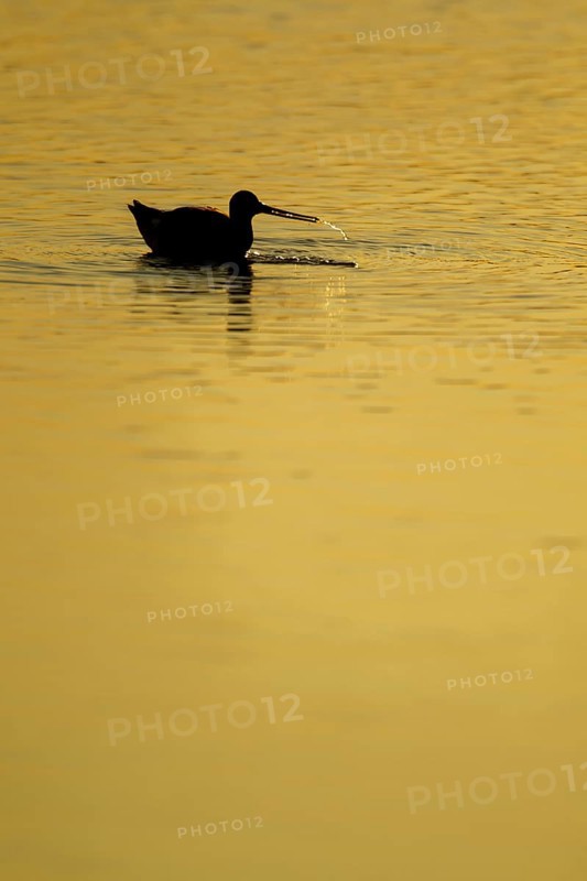 Black tailed godwit (Limosa limosa) adult wading bird feeding in a shallow lagoon silhouette at sunset, RSPB Minsmere nature reserve, Suffolk, England, United Kingdom