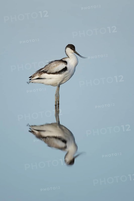 Pied avocet (Recurvirostra avosetta) adult wading bird and its reflection in the water of a shallow lagoon, RSPB Titchwell Marsh nature reserve, Norfolk, England, United Kingdom