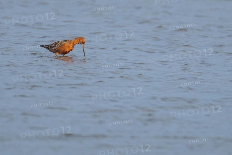 Bar tailed godwit (Limosa lapponica) adult male wading bird in summer plumage feeding in a shallow lagoon, RSPB Minsmere nature reserve, Suffolk, England, United Kingdom