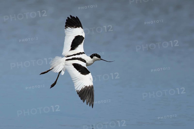 Pied avocet (Recurvirostra avosetta) adult wading bird flying low over a lagoon, RSPB Titchwell Marsh nature reserve, Norfolk, England, United Kingdom