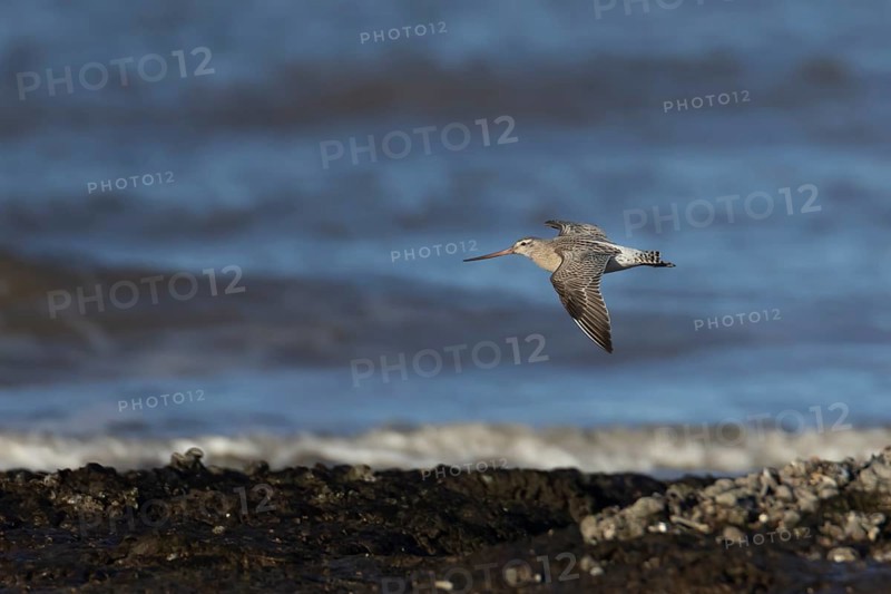Bar tailed godwit (Limosa lapponica) adult wading bird in winter plumage in flight over a shoreline, RSPB Titchwell marsh nature reserve, Norfolk, England, United Kingdom