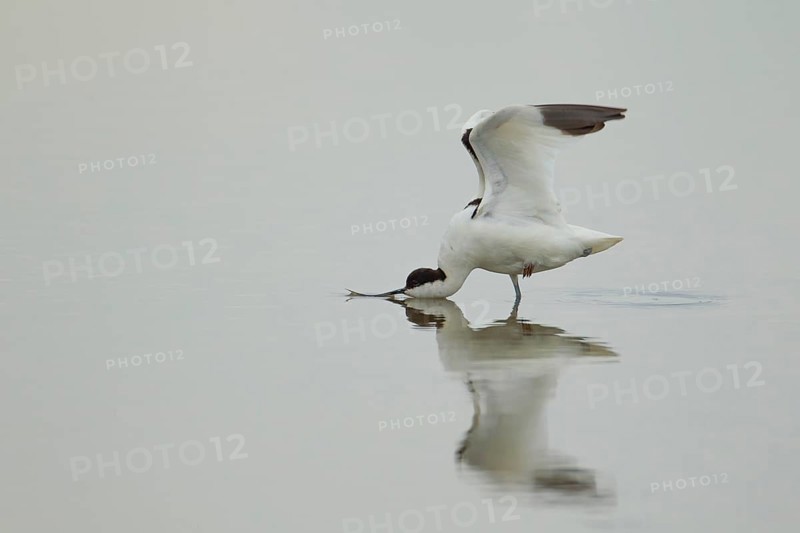 Pied avocet (Recurvirostra avosetta) adult wading bird stretching its wings in a shallow lagoon, RSPB Titchwell Marsh nature reserve, Norfolk, England, United Kingdom