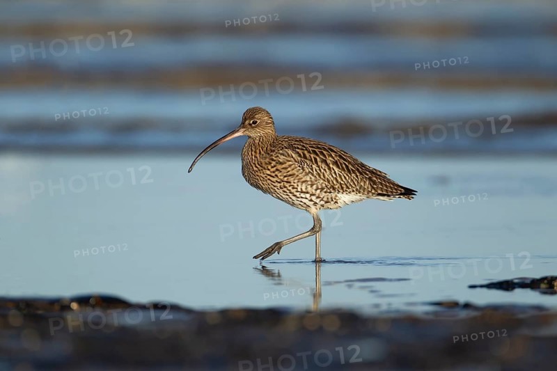 Eurasian curlew (Numenius arquata) adult wading bird walking in a coastal pool, Norfolk, England, United Kingdom