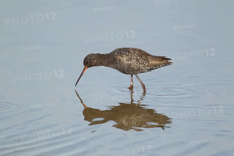 Spotted redshank (Tringa erythropus) adult male wading bird in summer plumage in a shallow lagoon, RSPB Titchwell nature reserve, Norfolk, England, United Kingdom