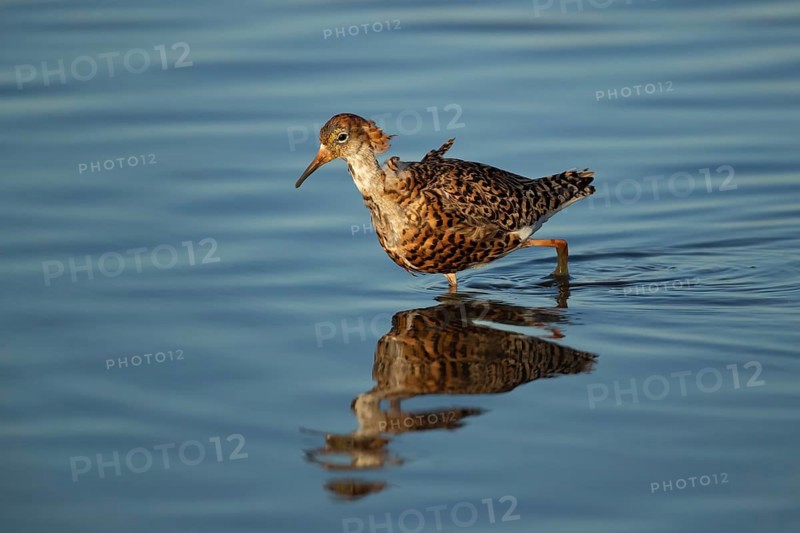 Ruff (Philomachus pugnax) adult wading bird in summer plumage in a shallow lagoon, RSPB Titchwell Marsh nature reserve, Norfolk, England, United Kingdom