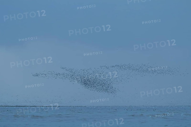 Red knot (Calidris canutus) adult wading birds flying at hide tide in a flock over the sea, RSPB Snettisham nature reserve, Norfolk, England, United KIngdom