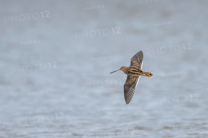 Common snipe (Gallinago gallinago) adult wading bird flying over a lake, Suffolk, England, United Kingdom