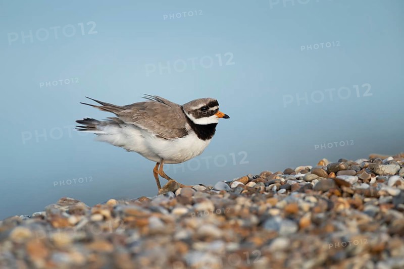 Ringed plover (Charadrius hiaticula) adult wading bird on a shingle beach, Suffolk, England, United Kingdom