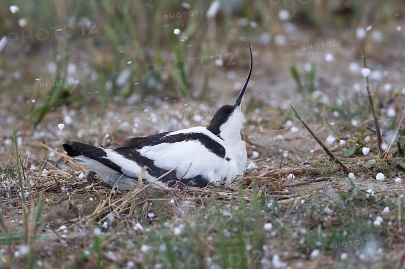 Pied avocet (Recurvirostra avosetta) adult wading bird sitting on a nest during a hail storm in spring, RSPB Minsmere nature reserve, Suffolk, England, United Kingdom