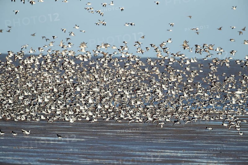 Red knot (Calidris canutus) and Eurasian oystercatcher (Haematopus ostralegus) adult wading birds flying in a flock over a beach, England, United Kingdom