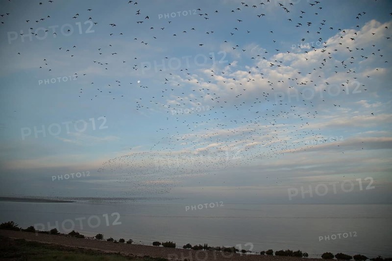 Red knot (Calidris canutus) flock of wading birds coming off The Wash at high tide to roost on inland lagoons, RSPB Snettisham, Norfolk, England, United KIngdom