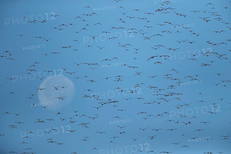 Red knot (Calidris canutus) adult wading birds in a flock in flight at hide tide with the moon in the background, RSPB Snettisham nature reserve, Norfolk, England, United KIngdom