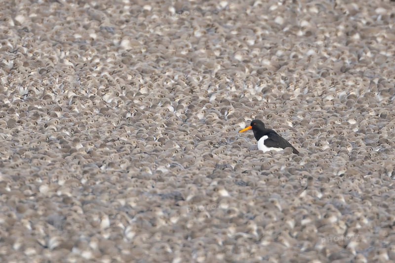 Eurasian oystercatcher (Haematopus ostralegus) adult wading bird amongst a flock of Red knot (Calidris canutus) at high tide on a lagoon bank, RSPB Snettisham nature reserve, Norfolk, England, United KIngdom