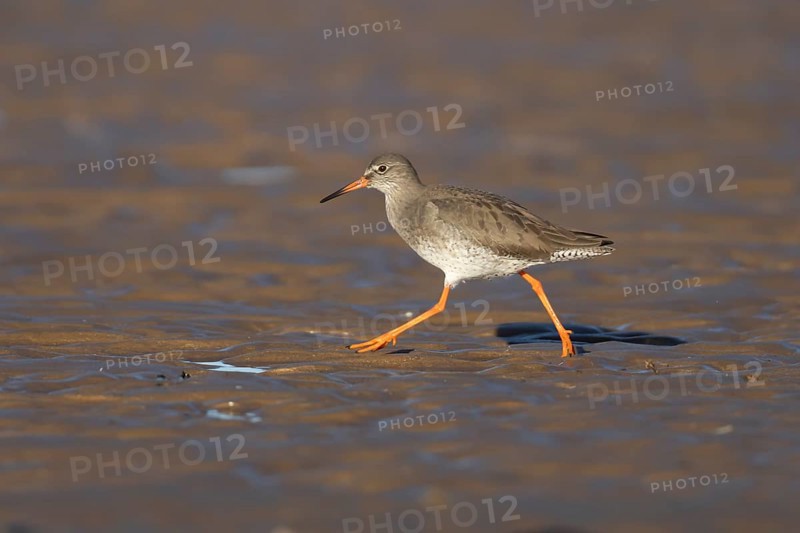 Common redshank (Tringa totanus) adult wading bird on a beach, RSPB Titchwell nature reserve, Norfolk, England, United Kingdom