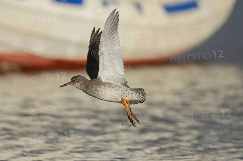 Common redshank (Tringa totanus) adult wading bird taking off in flight, Norfolk, England, United Kingdom