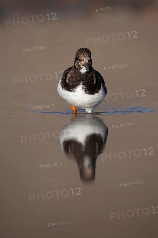 Ruddy turnstone (Arenaria interpres) adult wading bird in winter plumage in a coastal lagoon, England, United Kingdom