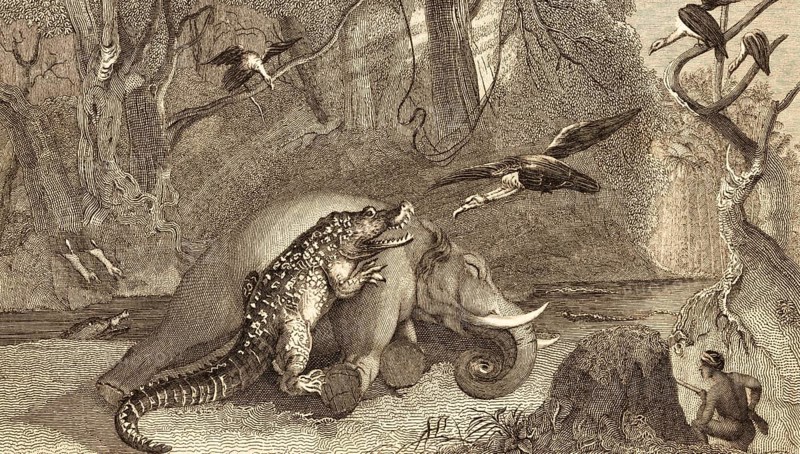 The dead elephant, young animal, crocodile with open mouth, hunter with rifle, kill, eat, vulture, forest, nature, wildlife, tropical vegetation, steel engraving, historical illustration 1834