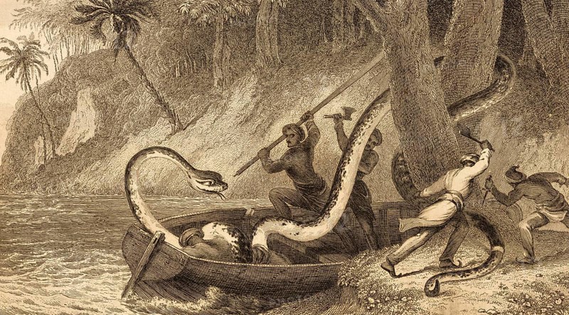 Men fighting with a giant snake, tropics, shore, fantasy picture, lake, monster, four men, axe, oar, knife, punching, stabbing, despair, life, death, rowing boat, steel engraving, historical illustration 1834