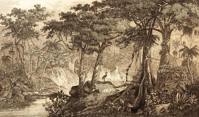 Brazilian rainforest, Brazil, inner tropics, endangered natural landscape, climate change, logging, waterfall, river, jungle, bird, tropical vegetation, steel engraving, historical illustration 1834