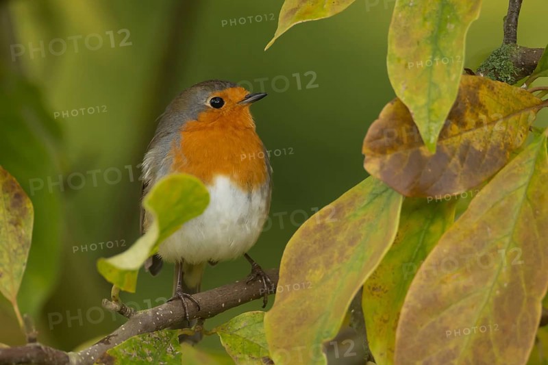European robin (Erithacus rubecula) adult garden bird in a magnolia tree with autumn colour leaves, Suffolk, England, United Kingdom