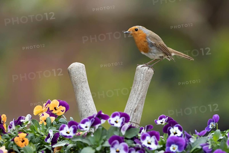 European robin (Erithacus rubecula) adult garden bird on a pair of shears handle in a plant pot with pansy and viola flowers in spring, Suffolk, England, United Kingdom