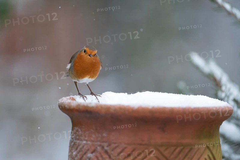 European robin (Erithacus rubecula) adult garden bird on a snow covered plant pot in winter, Suffolk, England, United Kingdom