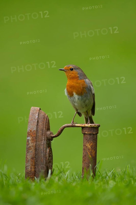 European robin (Erithacus rubecula) adult garden bird on a metal iron on a grass lawn in spring, Norfolk, England, United Kingdom