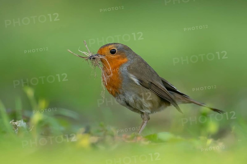 European robin (Erithacus rubecula) adult garden bird collecting nesting material in its beak in spring, Suffolk, England, United Kingdom