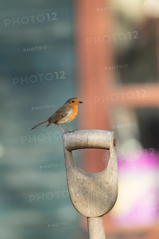European robin (Erithacus rubecula) adult garden bird on a fork handle with a shed in the background in spring, Suffolk, England, United Kingdom