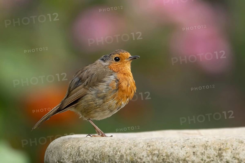 European robin (Erithacus rubecula) adult garden bird on a bird bath in summer, Suffolk, England, United Kingdom