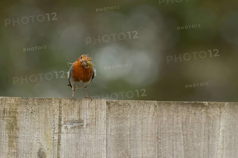European robin (Erithacus rubecula) adult garden bird with nesting material in its beak on a fence in spring, Suffolk, England, United Kingdom