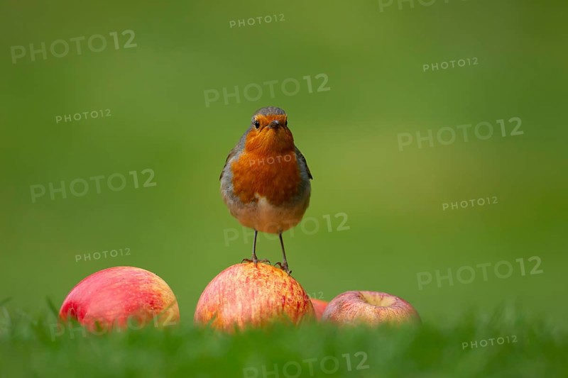 European robin (Erithacus rubecula) adult garden bird on apples fruit on a grass lawn, England, United Kingdom