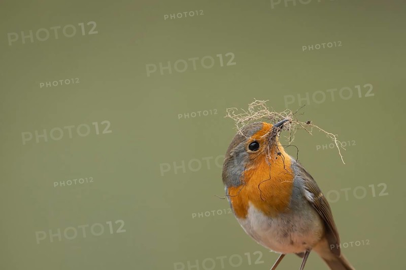 European robin (Erithacus rubecula) adult garden bird with nesting material in its beak in spring, Suffolk, England, United Kingdom