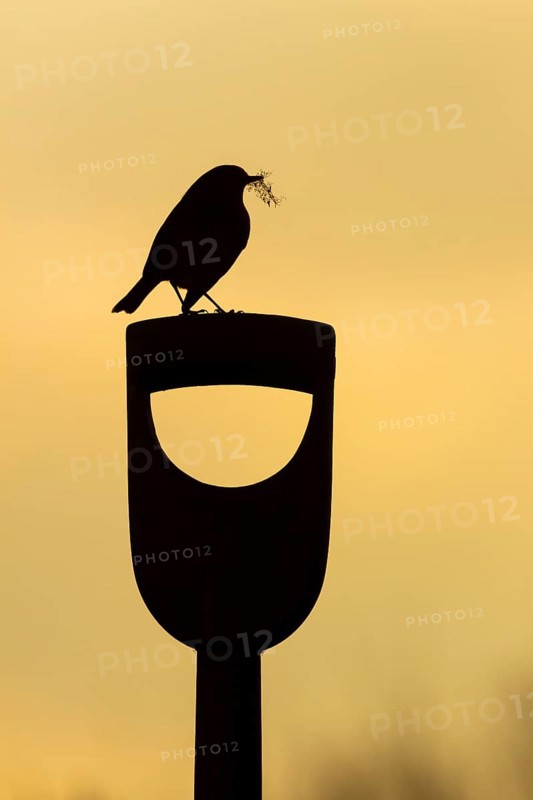 European robin (Erithacus rubecula) adult garden bird on a fork handle with nesting material in its beak silhouette at sunrise in spring, Suffolk, England, United Kingdom