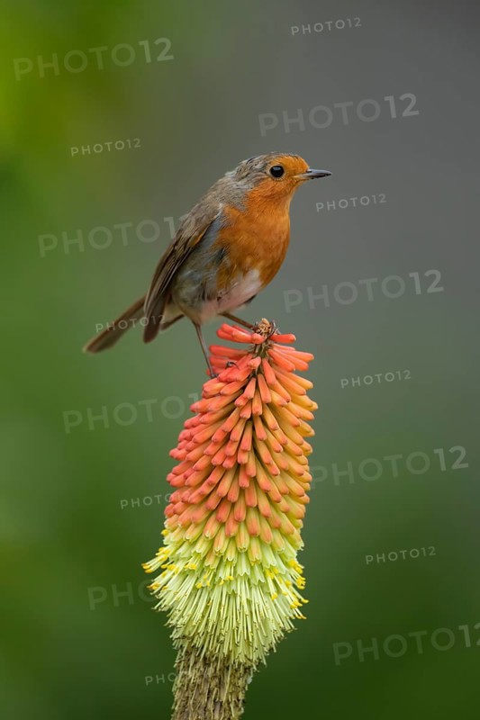 European robin (Erithacus rubecula) adult garden bird on a Red hot poker plant flower spike in summer, Suffolk, England, United Kingdom