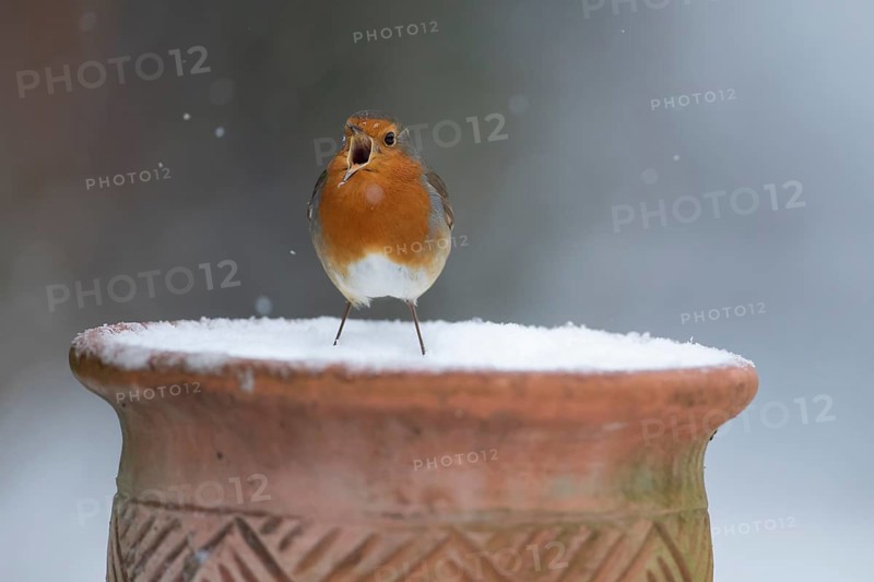 European robin (Erithacus rubecula) adult garden bird singing on a snow covered plant pot in winter, Suffolk, England, United Kingdom