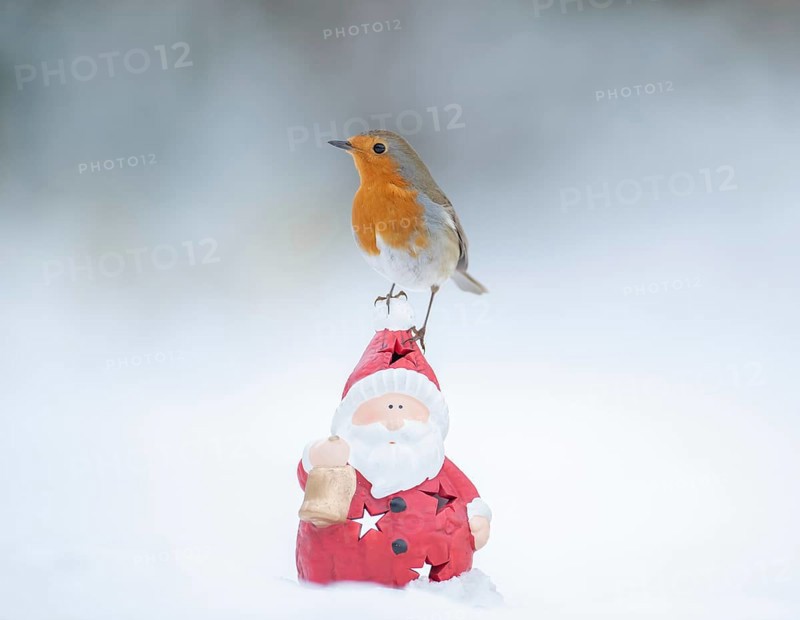 European robin (Erithacus rubecula) adult garden bird on a Father Chrstmas or Santa figure in snow in winter, Suffolk, England, United Kingdom