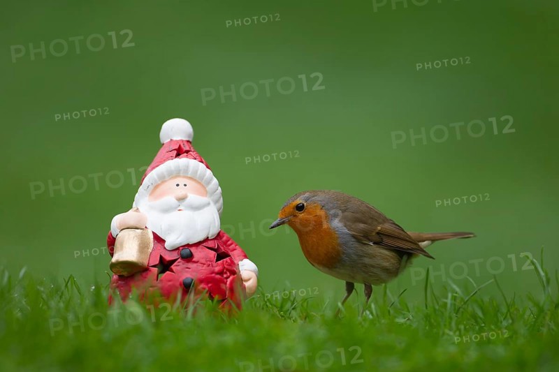 European robin (Erithacus rubecula) adult garden bird next to a Father Chrstmas or Santa figure on a grass lawn in winter, Suffolk, England, United Kingdom