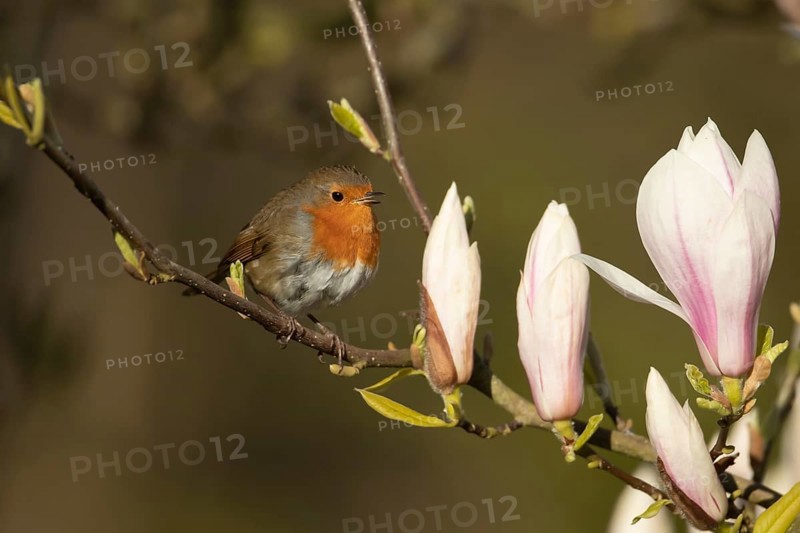 European robin (Erithacus rubecula) adult garden bird singing in a magnolia tree with blossom flowers in spring, Suffolk, England, United Kingdom