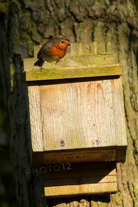 European robin (Erithacus rubecula) adult garden bird on bat box on a tree, England, United Kingdom