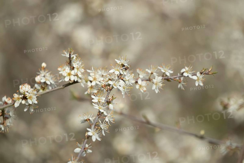 Blackthorn or Sloe (Prunus spinosa) plants bush blossom flowers in a hedgerow in spring, Suffolk, England, United Kingdom
