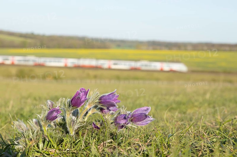 Pasqueflower (Pulsatilla vulgaris) wild plant flowers on a grass bank with a train passing by in the background in spring, Cambridgeshire, England, United Kingdom