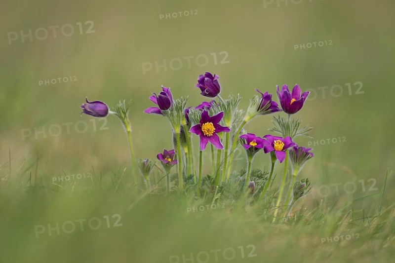 Pasqueflower (Pulsatilla vulgaris) wild plant flowers in grassland in spring, Cambridgeshire, England, United Kingdom