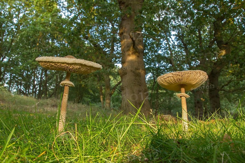 Parasol mushroom (Macrolepiota procera) in woodland in autumn, Suffolk, England, United Kingdom