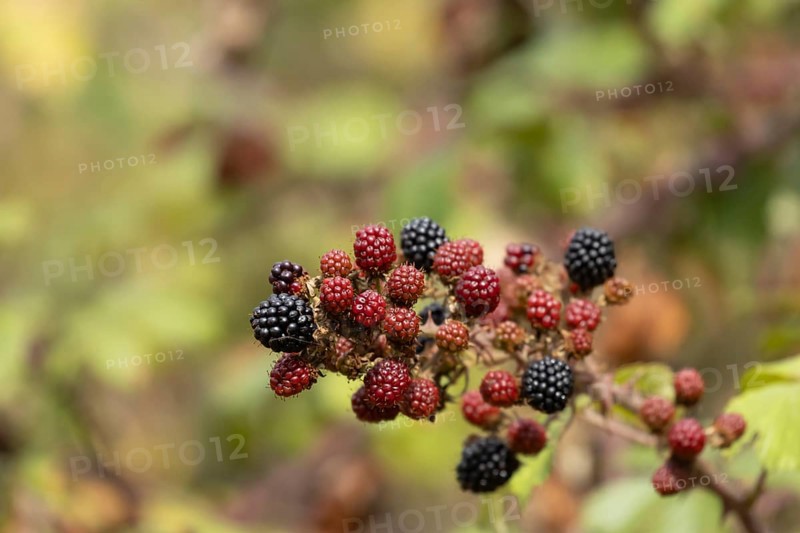 Bramble (Rubus fruticosus) plant fruit blackberries in summer, Suffolk, England, United Kingdom