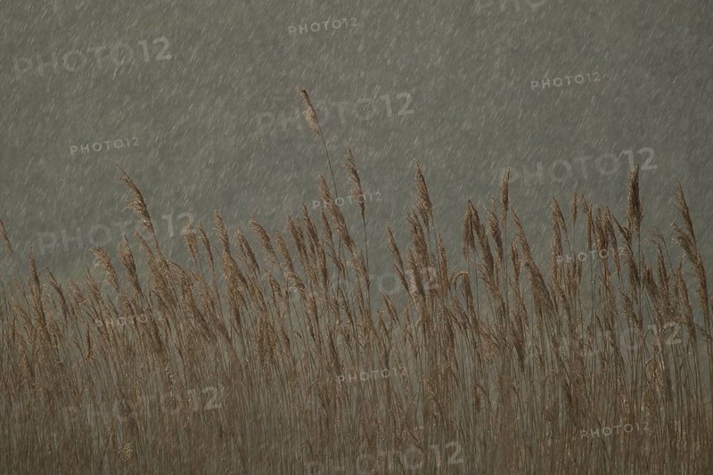 Common reed (Phragmites australis) plants reedbed in a rain storm, RSPB Minsmere nature reserve, Suffolk, England, United Kingdom
