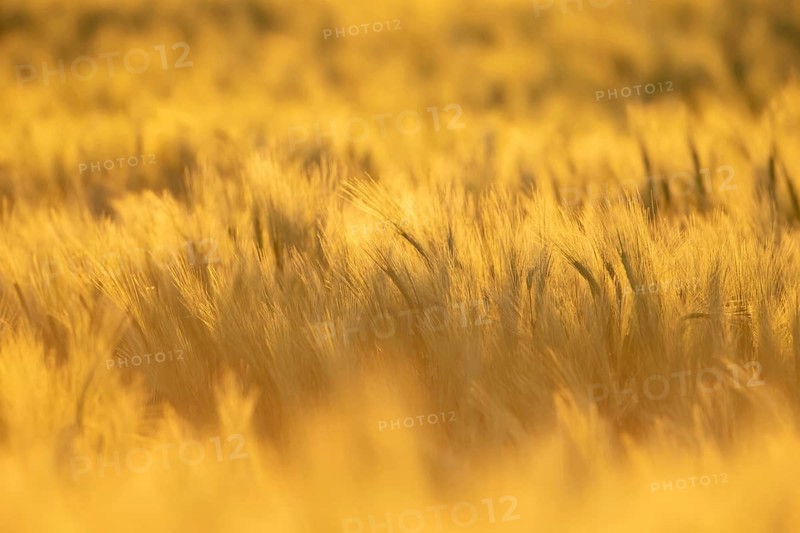 Barley (Hordeum vulgare) farm crop plants backlit in summer before harvest, Suffolk, England, United Kingdom