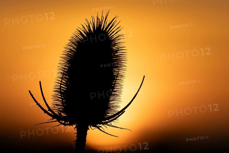 Teasel (Dipsacus fullonum) plant seedhead silhouette at sunset, RSPB Frampton marsh nature reserve, Lincolnshire, England, United Kingdom